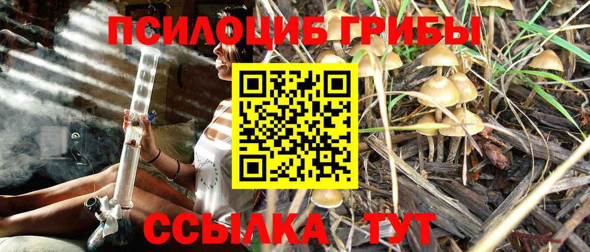Галлюциногенные грибы Psilocybine cubensis Нерюнгри